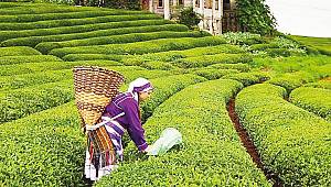 Karadeniz'de '100 bin İstanbullu' korkusu