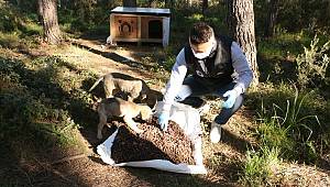 Kartal Belediyesi Sokak Hayvanları İçin Teyakkuzda