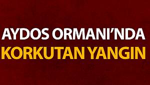 Kartal’daki Aydos ormanında yangın çıktı