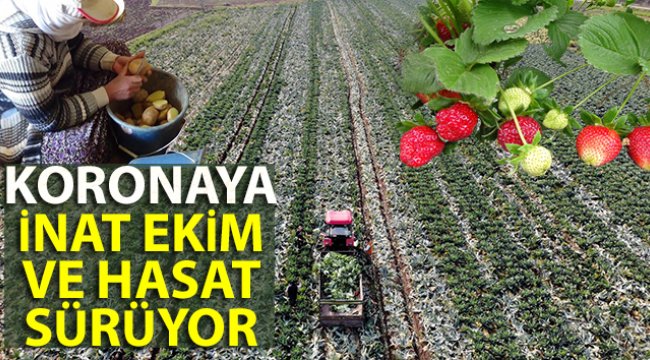 Koronaya inat ekim ve hasat sürüyor