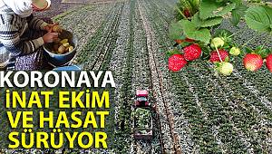Koronaya inat ekim ve hasat sürüyor