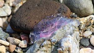 Kuşadası kıyılarına ölü zehirli denizanaları vurdu! 'Görenler çıplak elle temas etmesin' uyarısı