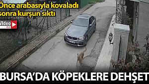 Lüks otomobiliyle kovaladığı sokak köpeğine kurşun yağdırdı