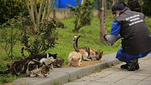 ŞİLE BELEDİYESİ SOKAK HAYVANLARINI UNUTMADI