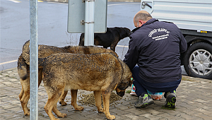 SOKAK HAYVANLARINA MAMA DESTEĞİ