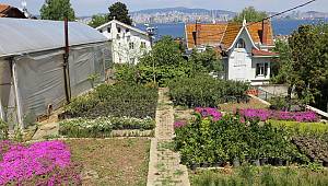 ADALAR DA FİDANLIK VE SERA ÇALIŞMALARI DEVAM EDİYOR.