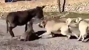 Berat Kaya: Çoban köpeklerini sıpanın üstüne saldırtıp sosyal medyada yayınladığı iddia edilen kişi serbest bırakıldı