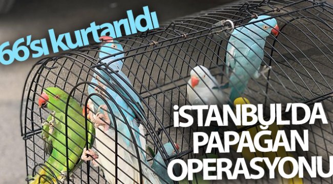 İstanbul'da papağan operasyonu: 66 papağan kurtarıldı