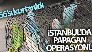 İstanbul'da papağan operasyonu: 66 papağan kurtarıldı