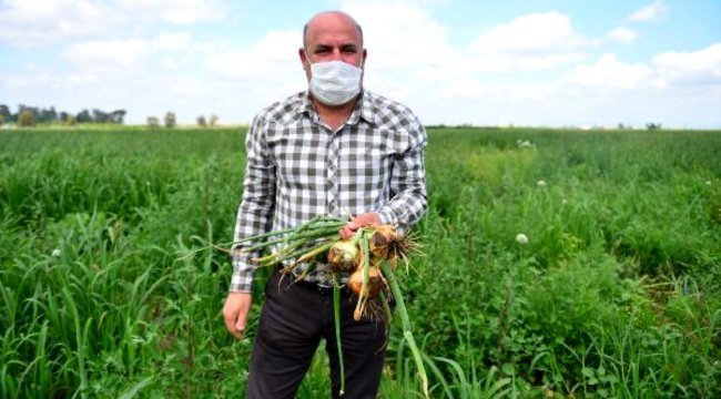 Soğanda şehirler arası fiyat dengesizliği
