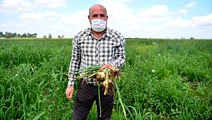 Soğanda şehirler arası fiyat dengesizliği