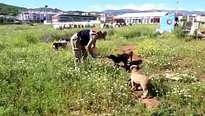 Tunceli'de sokak hayvanları 'vefa' eliyle beslendi