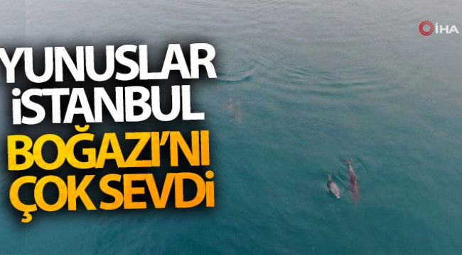 Yunuslar İstanbul Boğazı’nı çok sevdi
