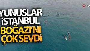 Yunuslar İstanbul Boğazı’nı çok sevdi