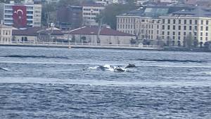 Yunusların dalgalarla dansı Üsküdar'dan görüntülendi