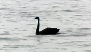 Antalya'da 'siyah kuğu' görüntülendi