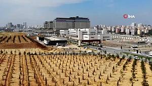 Başakşehir Şehir Hastanesi'nin çevresini süsleyen ağaçların sulama sistemleri yapılıyor