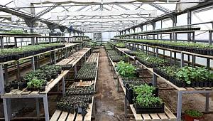 Bolu Belediyesi, zarar gören çiftçilere 400 binin üzerinde fide dağıttı