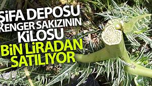 Şifa deposu kenger sakızının kilosu bin liradan satılıyor