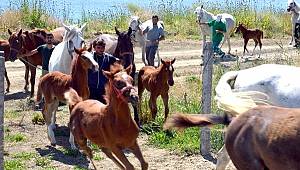  Ünversiteye ait taylar anneleriyle doğada böyle buluştu