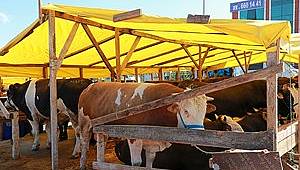 ATAŞEHİR'DE KURBAN SATIŞ VE KESİM YERLERİNDE TEDBİRLER ALINDI