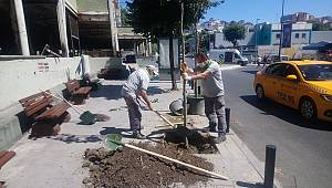 Beşikaş'da fidan dikim çalışmaları devam ediyor .