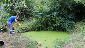 Beykoz'da Sivrisinekle Vatandaş-Belediye Topyekûn Mücadele
