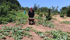 Beykoz Karpuzu Lezzetiyle İstanbul'u Saracak