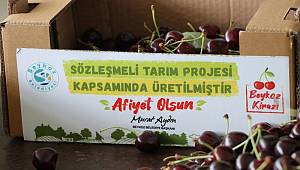 Beykoz Kirazı’nda Hasat Zamanı