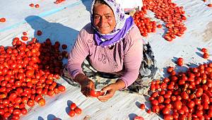 İtalya'nın pizzasına, ABD'nin hamburgerine Torbalı domatesi