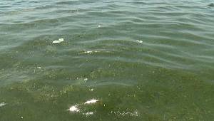 Koranavirüs sürecinde uzmanlardan kirli deniz ve havuz uyarısı