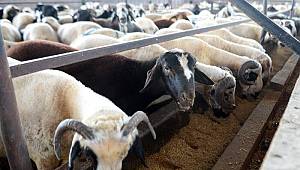 Kurban Bayramı öncesi flaş 'koyu renkli kurbanlık' uyarısı