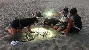 Son dakika... Patara Plajı'nda, caretta caretta yuva rekoru