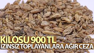 Toplaması yasak, kilogram fiyatı dudak uçuklatıyor