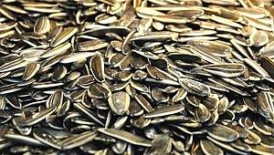 Üsküdar sahilde çekirdek çitlemek yasaklandı mı? Sahilde çekirdek yemenin cezası nedir?