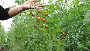 “Ardıç Sofrası”yla Doğaya Can, Sofralara Sağlık Geliyor