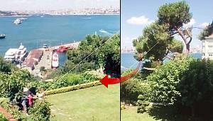 Boğaz’daki tarihi fıstık çamını kestiler! Bahane: 'Ağaç çürük, çocuklar altında oynuyordu'