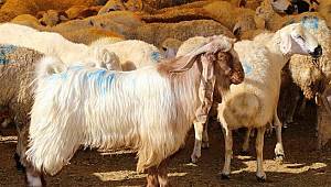 Kurban Bayramı kaç gün sürüyor? Bayram tatili ne zaman bitiyor?