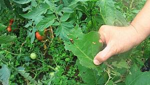 Rize’de vampir kelebeğin ardından patates böceği kâbusu