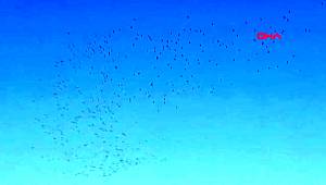 ÜSKÜDAR SEMALARINDA LEYLEKLERİN GÖÇ YOLCULUĞU