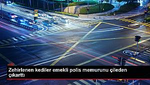 Zehirlenen kediler emekli polis memurunu çileden çıkarttı