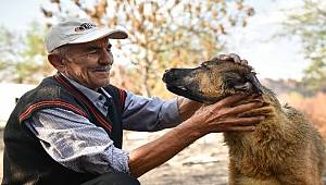 Adana Büyükşehir Belediyesi veterinerleri Minnoş’u iyileştirdi 