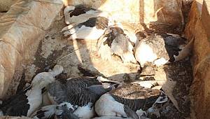 Çiftlik kredisi çekmek için aldığı kaz ve tavuklar açlık ve susuzluktan öldü