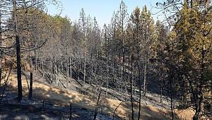 Nallıhan’daki yangın kontrol altına alındı