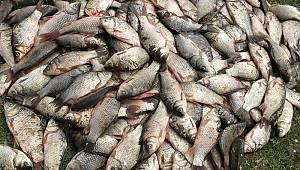 Yeşilırmak ve Kızılırmak’ta 'İsrail sazanı' tehdidi