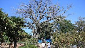 ADA AĞAÇLARINI KORUYORUZ