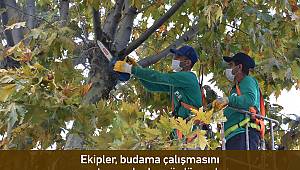 Pendik 'te ağaç budama mevsimi başladı