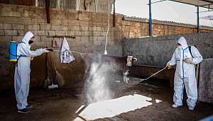 Büyükşehir ve İl Tarım Orman Müdürlüğü, üç gün hastalığına karşı iş birliği içinde mücadele ediyor.