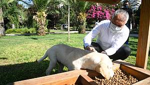 Zeydan Başkan sokak hayvanlarını elleriyle besledi…