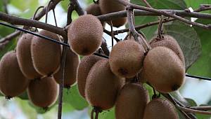 Kendisi Küçük Şifası Büyük: Beykoz Kivisi Pazara İndi